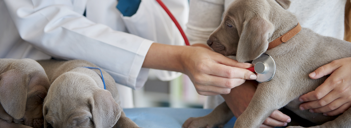 Asistente de veterinario en pequeñas mascotas